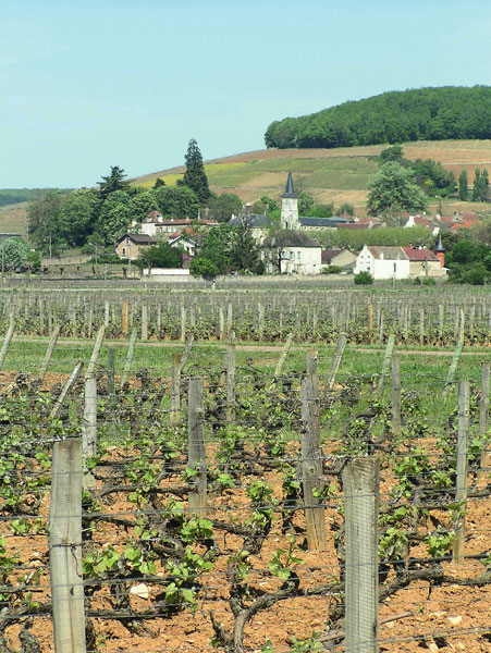 Aloxe corton : le village
